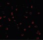 Apg7 / ATG7 Antibody (C-Terminus)